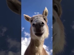 RBMS Mestre de Alta Tensão de 4U para o Sistema de Gestão de Baterias de Lítio UPS BESS